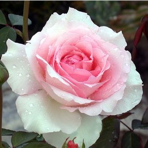 Grand Siècle - trandafiri - www.ioanarose.ro